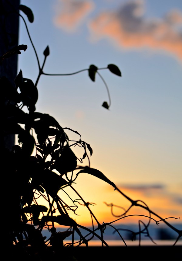 SunsetVines