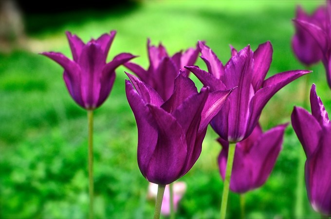 Tulips
