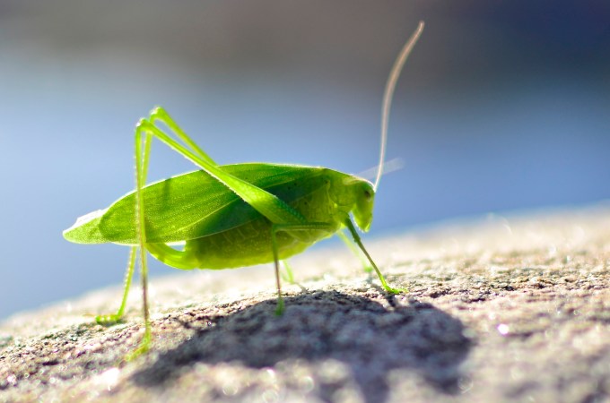 Grasshopper
