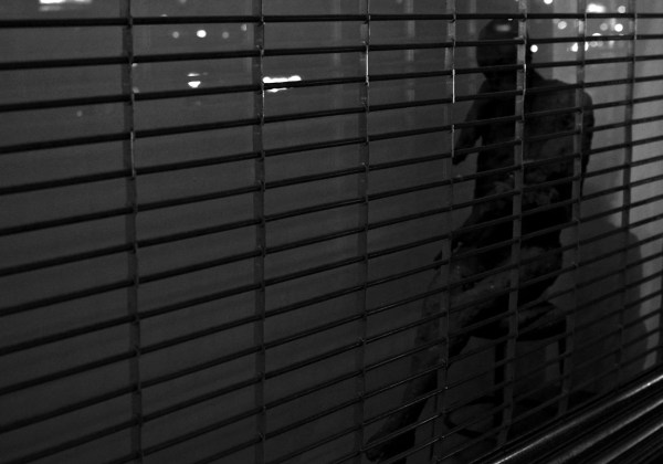 Bullet With Butterfly Wings