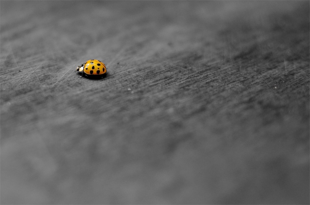 Ladybug