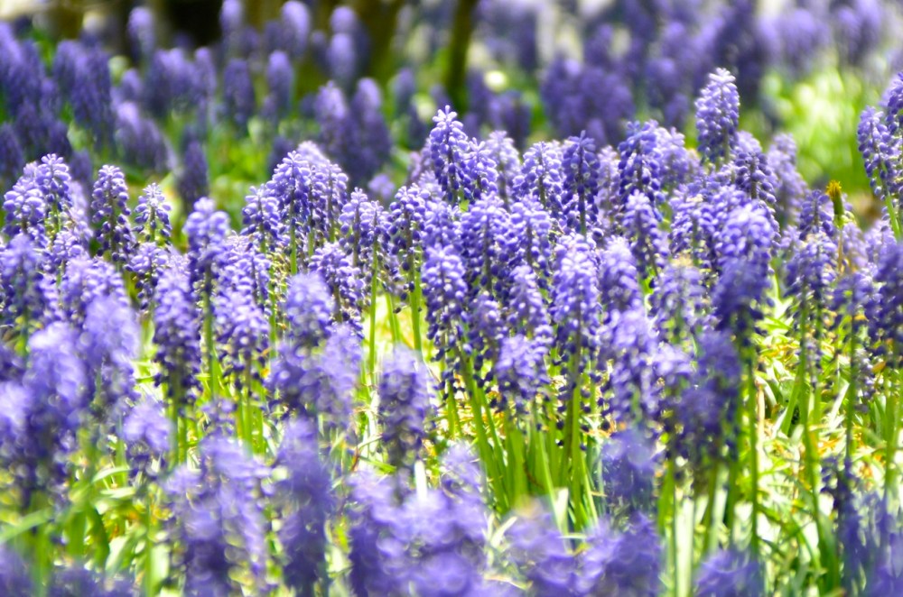 Laughing In The Purple Rain